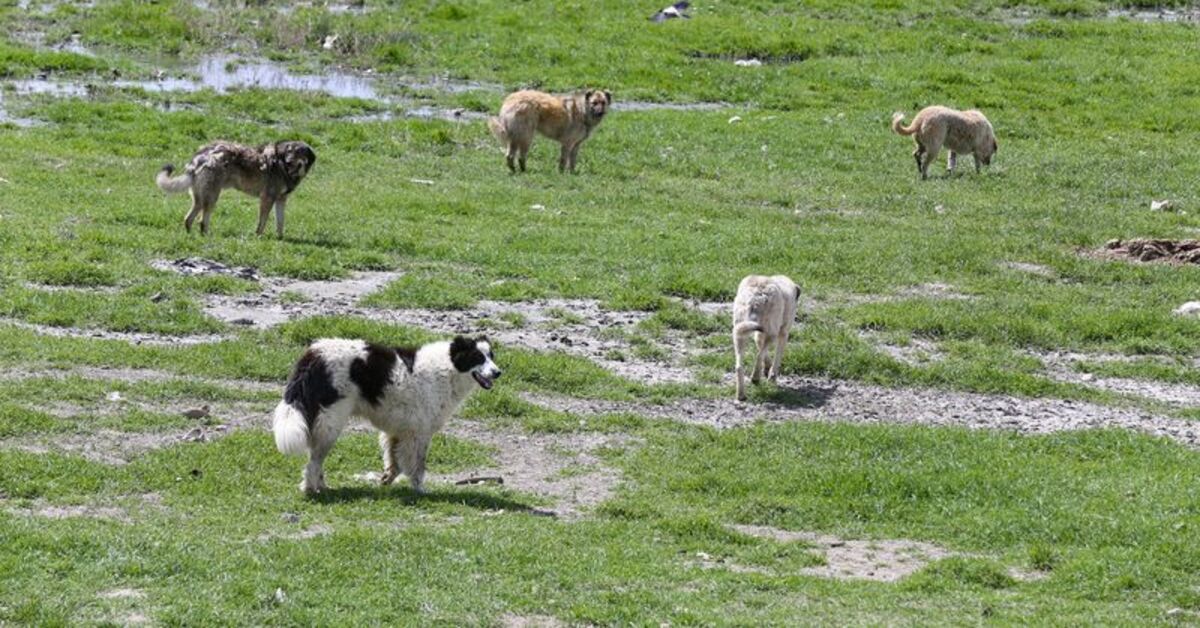 Afyonkarahisar’da hayvanını sokağa bırakana 72 bin lira ceza uygulanacak